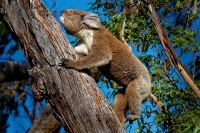 Koala - Phascolarctos cinereus o4098